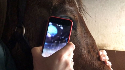 Thumbnail for entry Ophthalmic examination in the horse: Using a smartphone