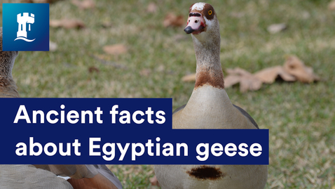 Thumbnail for entry Ancient facts about Egyptian geese