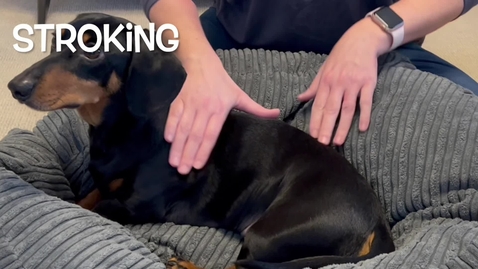 Thumbnail for entry Canine massage techniques