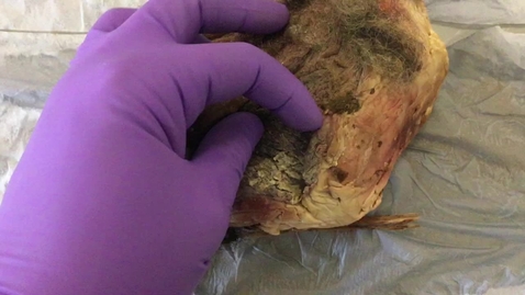 Thumbnail for Mammary gland in the sheep
