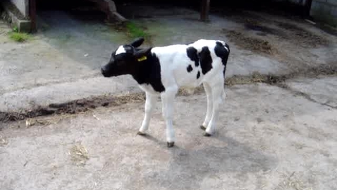 Thumbnail for Ataxia in the calf