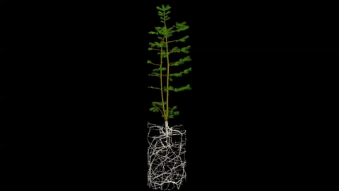 Thumbnail for UoN The Hidden Half: Norway Spruce