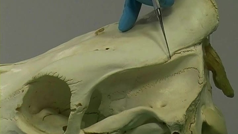 Thumbnail for Steps to anaesthetise the cow for dehorning