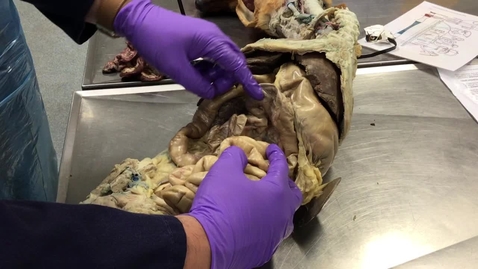 Thumbnail for Anatomy of the gastrointestinal tract in the dog: Large colon