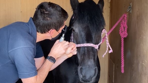 Thumbnail for Ophthalmic examination in the horse: Direct ophthalmoscopy