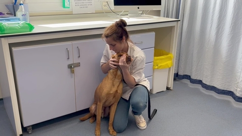 Thumbnail for Restraining a dog for venepuncture