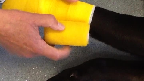 Thumbnail for Applying canine bandages