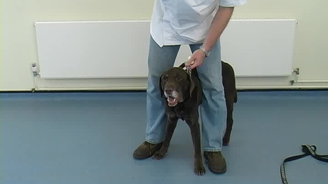Thumbnail for Neurological examination in the dog: Fixation response