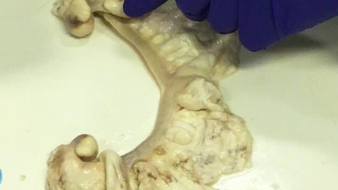 Thumbnail for Reproductive tract in the bitch: Clip 2