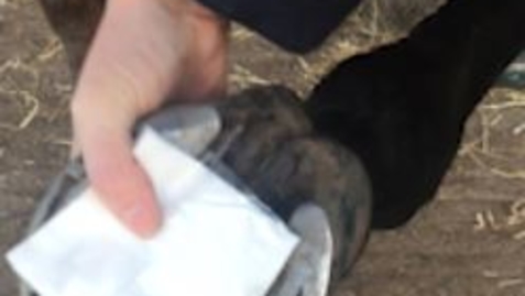 Thumbnail for Applying equine foot bandages