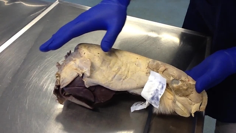 Thumbnail for Anatomy of the gastrointestinal tract in the dog: Liver- Clip 5