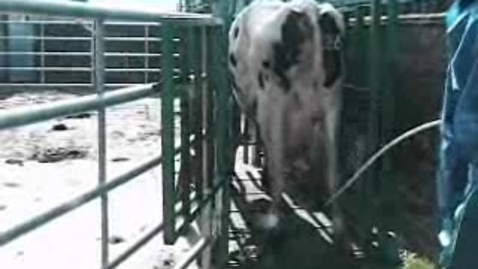Thumbnail for The Mad Cow: BSE Clip 6