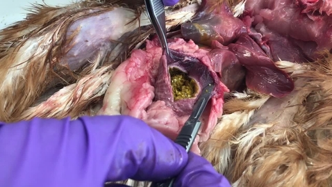 Thumbnail for Dissection of the gizzard in the chicken