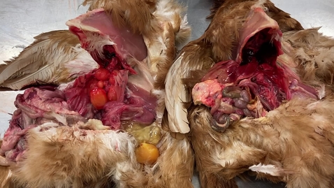 Thumbnail for Avian reproduction: Clip 2