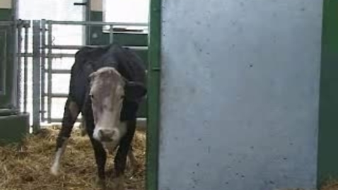 Thumbnail for The Mad Cow: BSE Clip 15