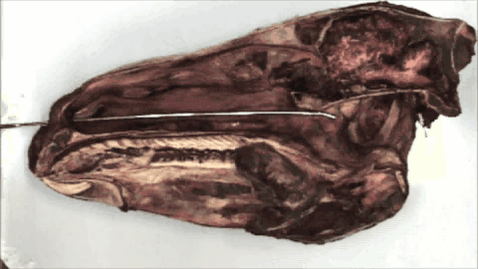 Thumbnail for URT endoscopy in the horse: Incorrect positioning of the catheter: Clip 2