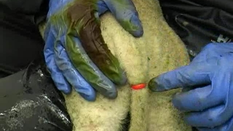 Thumbnail for Tail docking