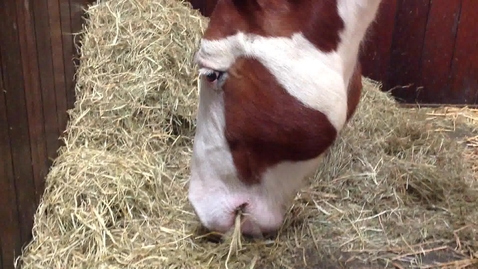 Thumbnail for Eating and swallowing in the horse: Clip 2