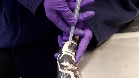 Thumbnail for Blood sampling in the snake: Tail vein
