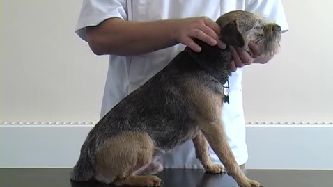 Thumbnail for entry Neurological examination in the dog: Palpation of the spine
