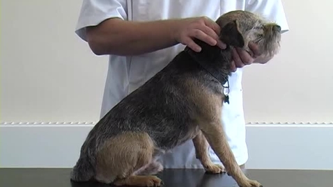 Thumbnail for Neurological examination in the dog: Palpation of the spine