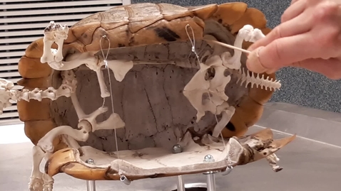 Thumbnail for Skeletal anatomy of the chelonian