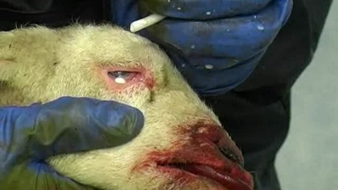 Thumbnail for Administering eye ointment