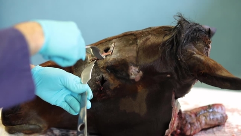 Thumbnail for Sinus trephination in the horse