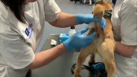Thumbnail for Emptying the canine anal sac