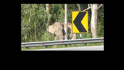 Thumbnail for entry Why did the elephant cross the road? In Malaysia they are trying to find the answer.