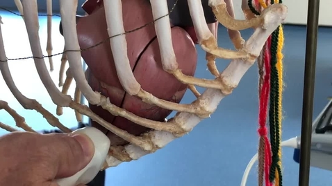 Thumbnail for Echocardiography in the canine anatomical model