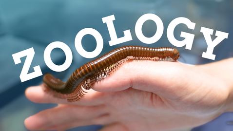 Thumbnail for entry Zoology | parasitology, work placements and societies