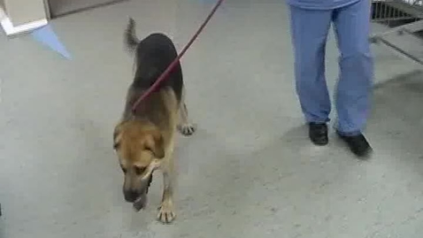 Thumbnail for Neurological examination in the dog: Clip 1