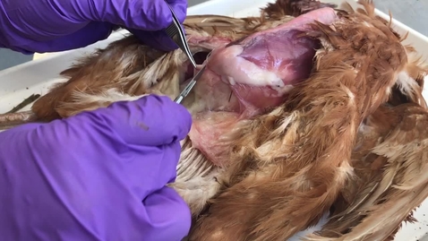 Thumbnail for Anatomical dissection of the bird: Clip 3