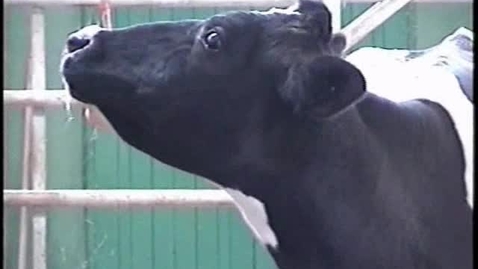 Thumbnail for The Mad Cow: BSE Clip 11