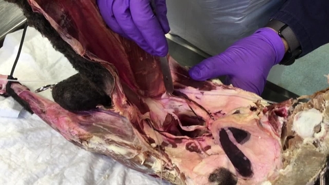 Thumbnail for Deep inguinal ring in the prosected ram