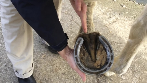 Thumbnail for Forelimb palpation in the horse: Foot