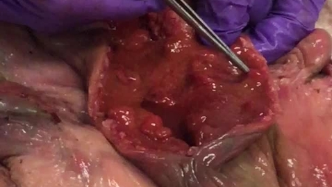 Thumbnail for Reproductive tract in the cow