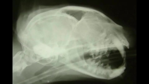 Thumbnail for Dental radiography