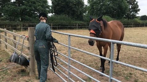 Thumbnail for Approaching a horse