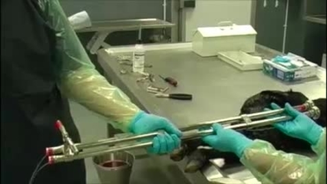 Thumbnail for Performing a fetotomy in the cow