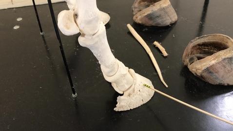 Thumbnail for Forelimb of the horse: Phalanges