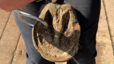 Thumbnail for entry Application of hoof testers and poultice