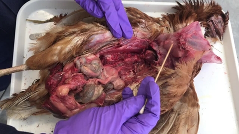 Thumbnail for Anatomy of the coelomic cavity in the chicken