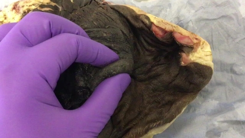 Thumbnail for Mammary gland in the horse