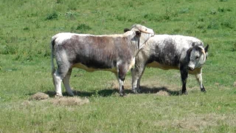 Thumbnail for Signs of oestrus: Chin resting in cattle