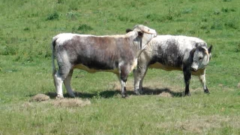 Thumbnail for entry Signs of oestrus: Chin resting in cattle