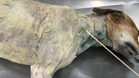 Thumbnail for Anatomy of the canine forelimb