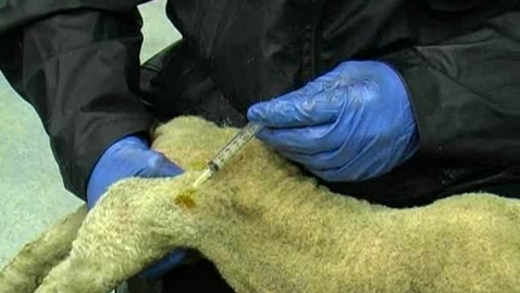 Thumbnail for Administering subcutaneous and intramuscular injections