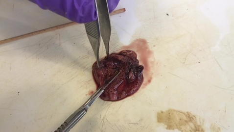 Thumbnail for Anatomy of the lungs in the bird: Clip 4